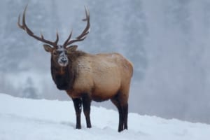 Elk standing in snow