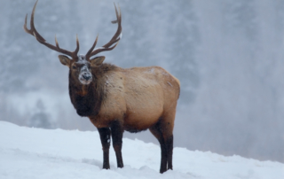 Elk standing in snow