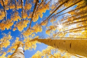 Photo of Classic Estes Park Fall Foliage: Golden Aspens.