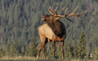 An elk in Estes Park, an example of the town's wildlife