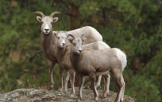 Three bighorn sheep on a mountain in Estes Park